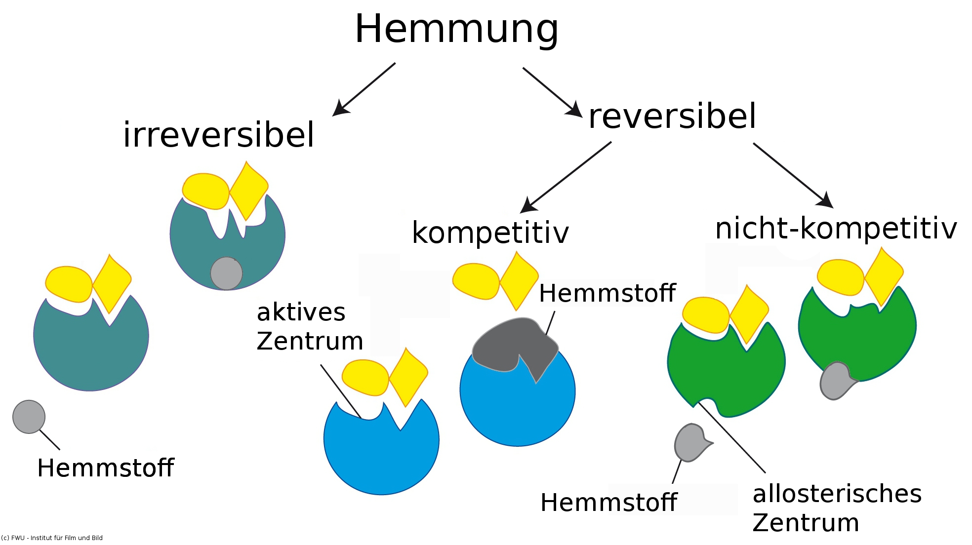 Enzyme