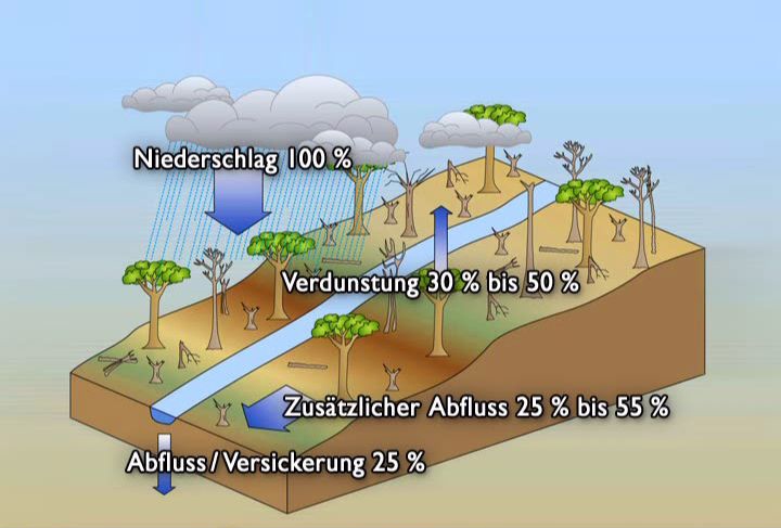 Zerstörung Des Regenwaldes Ursachen Und Folgen Der tropische Regenwald