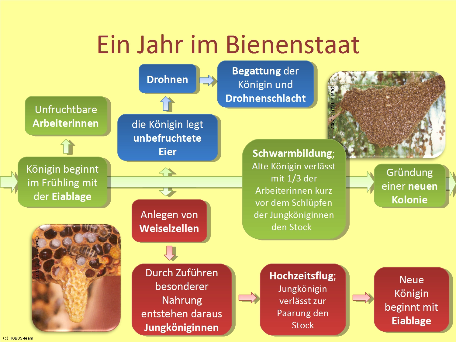 Das Leben der Honigbiene