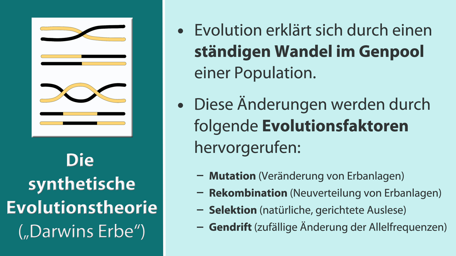 Evolution und Optimierung / Evolution and Optimization